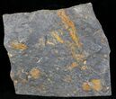x Ordovician Crinoid Plate - Kaid Rami, Morocco #29256-1